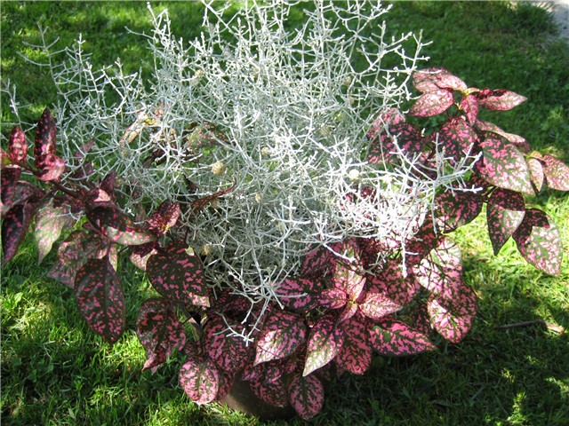 calocephalus i hypoestes